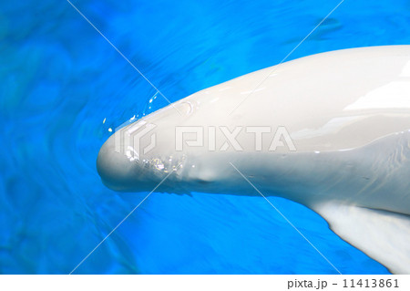 スナメリ クジラ 瀬戸内海 鯨類の写真素材