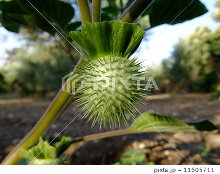 ヨウキンカ キチガイナスビの写真素材
