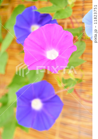 緑のカーテン 朝顔 つる すだれの写真素材 - PIXTA