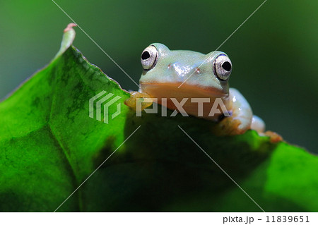 カエル 擬態 蛙 生態の写真素材