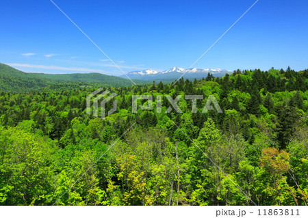 樹海 綺麗 広大 のどかの写真素材