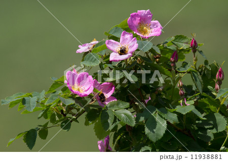 犬薔薇照片素材