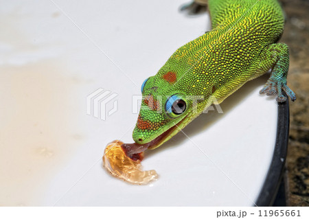 トカゲ 緑色 ハワイ 爬虫類の写真素材