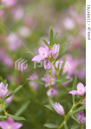 サザンクロスの花の写真素材