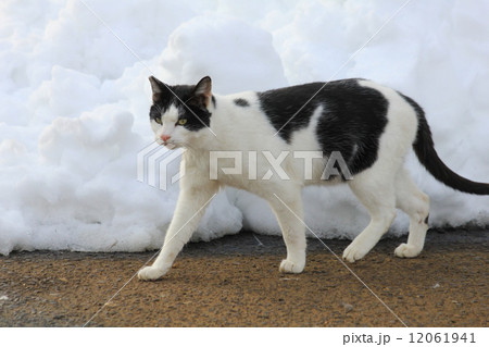 猫 動物 横写真 左向きの写真素材 - PIXTA