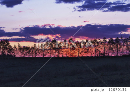 朝焼け 白樺 朝焼 あさやけの写真素材 - PIXTA