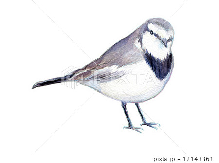 鶺鴒 セキレイ 鳥のイラスト素材