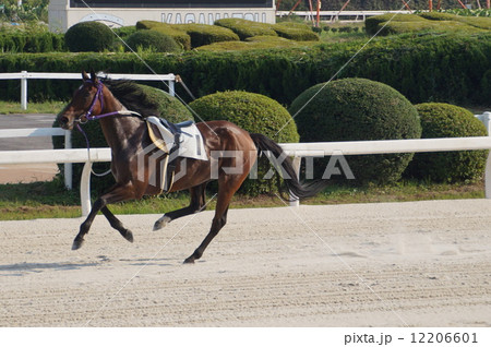 カラ馬 競馬場 ダートの写真素材