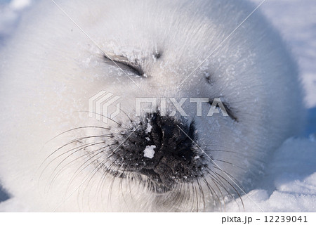 タテゴトアザラシ アザラシ 泣く 流氷の写真素材