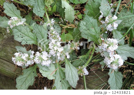 ジュウニヒトエ 十二単衣 十二単 シソ科山野草の写真素材