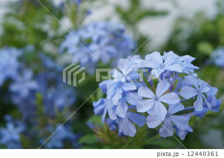 スペイン ジャスミン 花 植物の写真素材