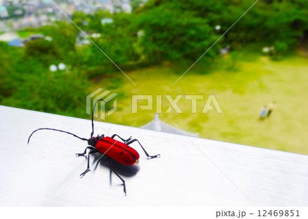 ヘリグロベニカミキリの写真素材 Pixta