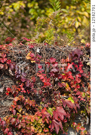 蔦紅葉の写真素材 - PIXTA