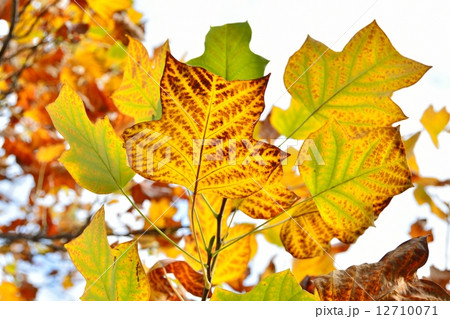 ユリノキ 黄葉 ゆりのき 葉の写真素材