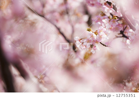 川津桜 