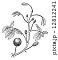 makahiya plant drawing