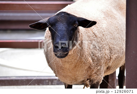 サフォーク 羊 顔の黒いひつじ ショーンの写真素材