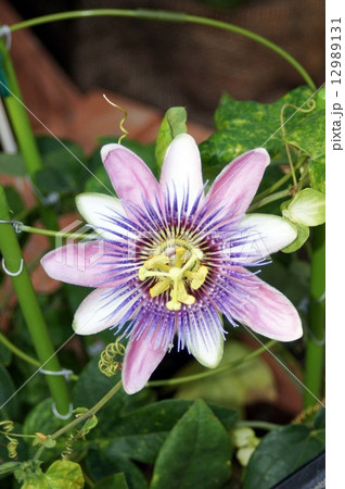 パッシフローラ ベロッティの写真素材