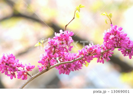 ズオウ 花ズオウの写真素材