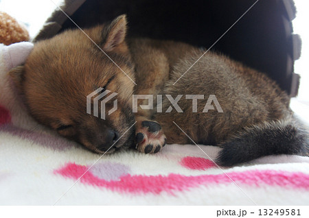 柴犬 仔犬 子犬 寝顔の写真素材