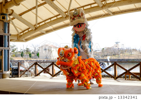 中国獅子舞の写真素材