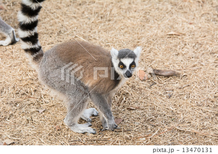 灰色の猿の写真素材 - PIXTA