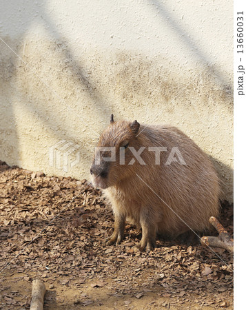 カピバラ 動物園 上野動物園の写真素材