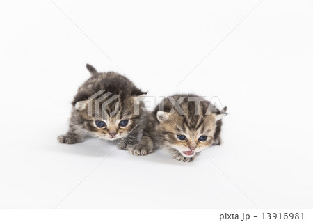 マンチカン 子猫 2匹 猫耳の写真素材