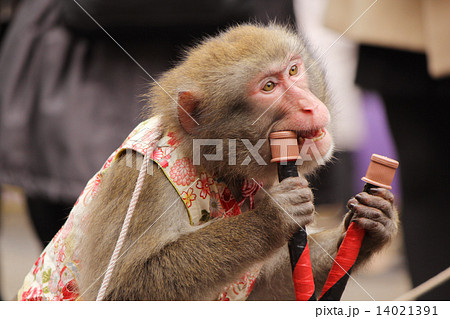 猿回し 猿 サル おもしろいの写真素材