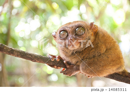 メガネザル かわいいの写真素材