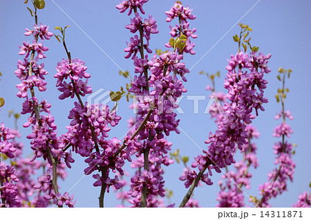 花スオウ 植物の写真素材