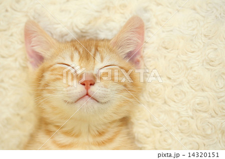 マンチカン 子猫 寝顔 Catの写真素材