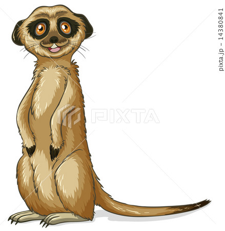 Meerkat Illustrations
