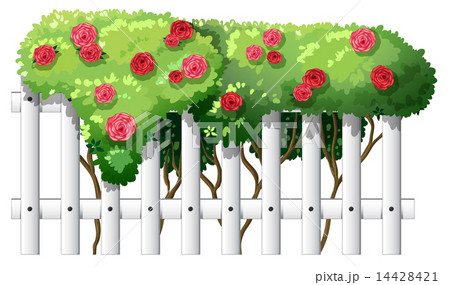 薔薇の垣根 薔薇 挿絵 庭園のイラスト素材