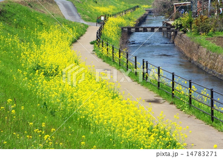 小川 川 土手 花の写真素材