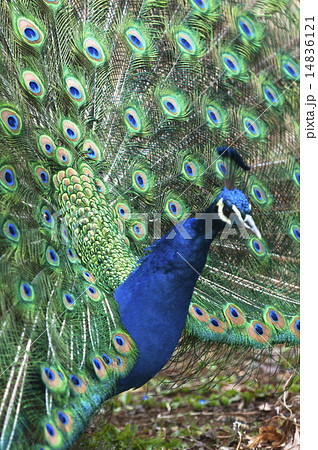 孔雀 多摩動物公園 オスの孔雀 美しい羽根の写真素材