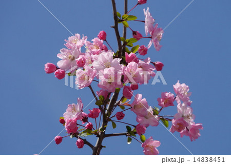 海棠桜 桜 かいどうざくら カイドウザクラの写真素材 - PIXTA