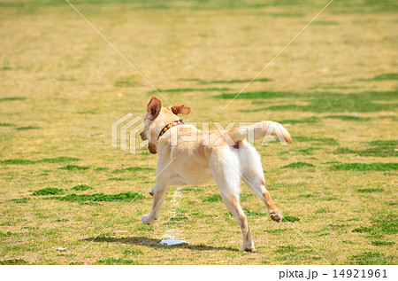 ラブラドール レトリバー 犬 走る 後ろ姿の写真素材