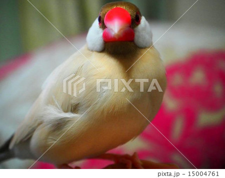 シナモン文鳥の写真素材