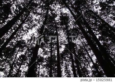 杉 モノクロ 杉並木 シルエットの写真素材