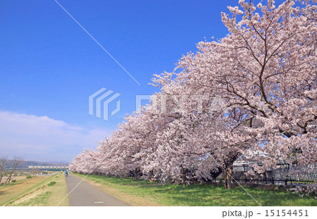 多摩川緑地くじら運動公園 桜並木 多摩川桜 昭島市の写真素材 Pixta