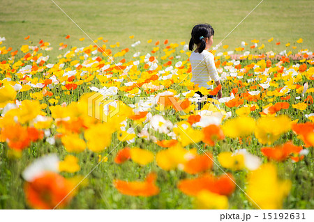 少女 アイスランドポピー 子供 花畑の写真素材