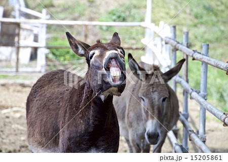 ロバ 叫ぶ 可愛い 家畜の写真素材