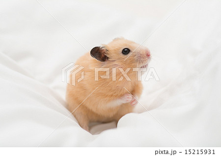 Hamster Photos Pixta