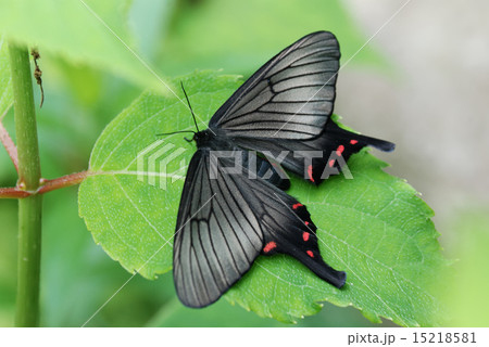 アゲハ 蝶 羽化 昆虫の写真素材