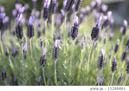 ポルトガルの国花の写真素材