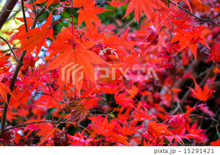 鮮朱赤色の写真素材 鮮朱赤色の写真素材