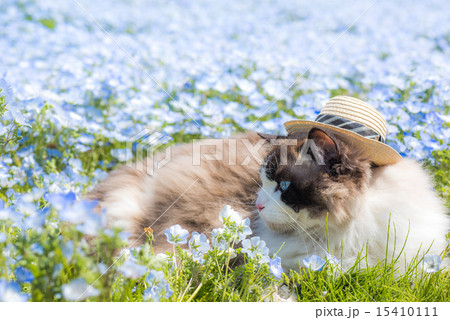 ラグドール 猫 花 ネモフィラの写真素材 - PIXTA