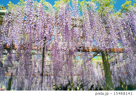 奥床しいの写真素材