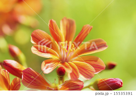 レウィシア 花 イワハナビ 赤の写真素材